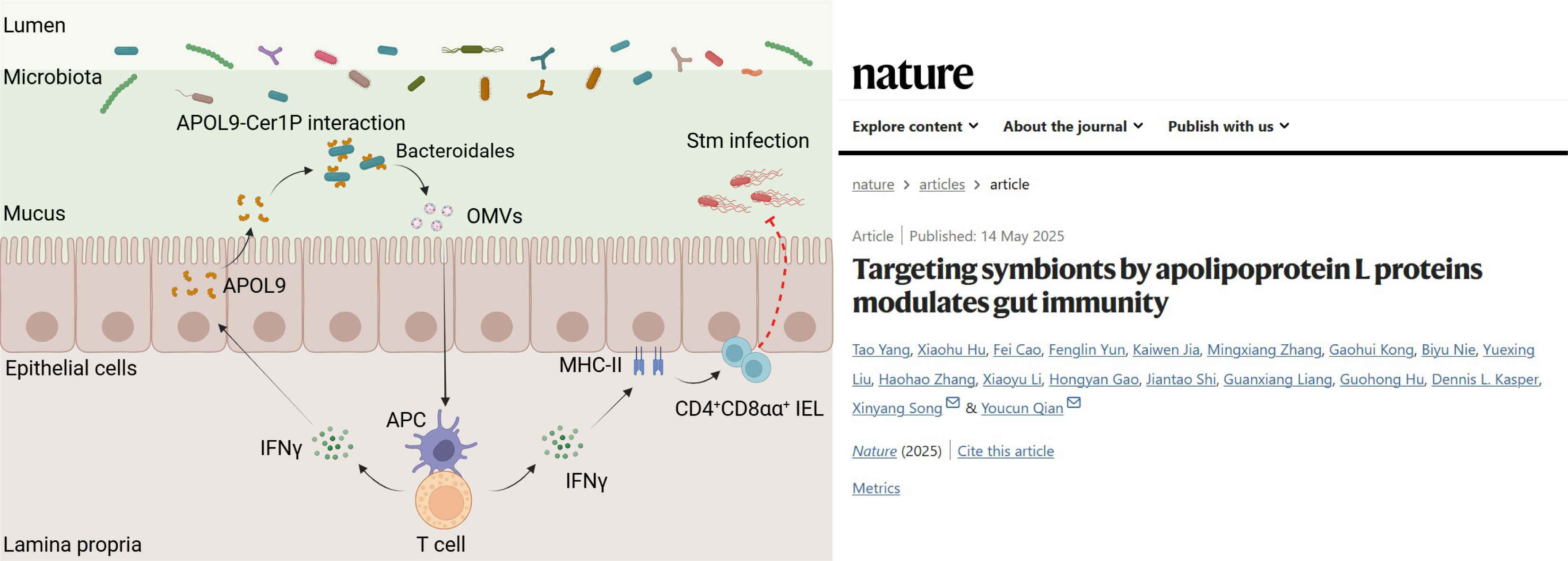Researchers Reveal Novel Mechanism Behind Host and Microbiota Interaction